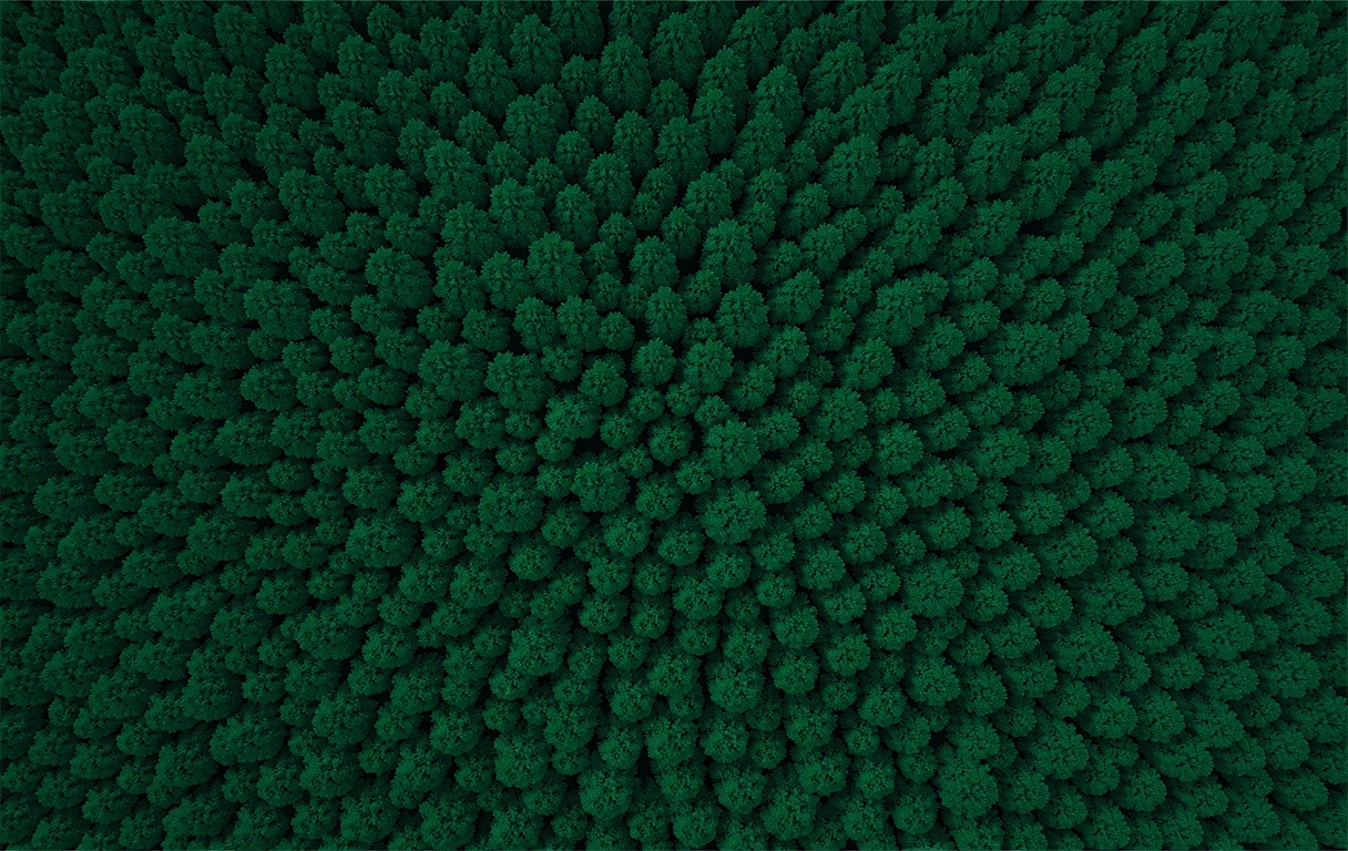 Forest canopy background